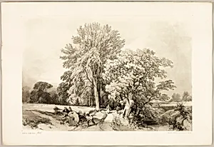 Abele and Oak, from The Park and the Forest