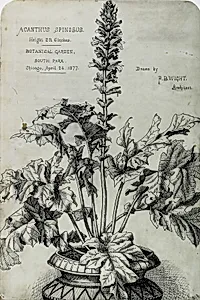 Acanthus Spinosus, Presentation Drawings