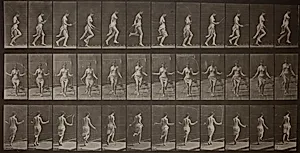 Animal Locomotion, Plate 174