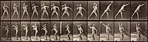 Animal Locomotion, Plate 319