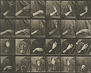 Animal Locomotion, Plate 535