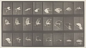 Animal Locomotion, Plate 758