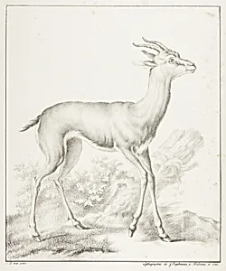 Antelope