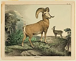 Argali