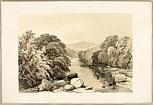 Ash, Sycamore and Oak, from The Park and the Forest