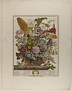 August, from Twelve Months of Flowers