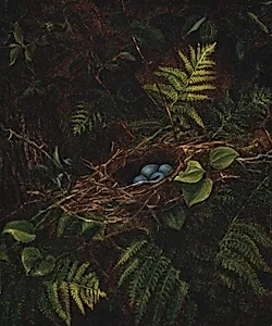 Bird's Nest and Ferns
