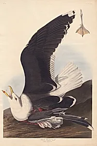 Black Backed Gull