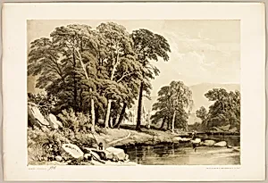 Black Poplar, from The Park and the Forest