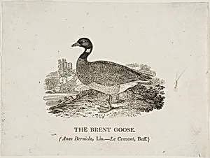 Brent Goose by Thomas Bewick