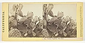 Cactus Giganta, San Jose, No. 75 from the series "California"