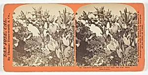 Cactus Gigantea - 18 feet high, San Jose, Santa Clara County, No. 73 from the series "San Jose, Cal."