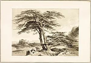 Cedars of Lebanon, from The Park and the Forest