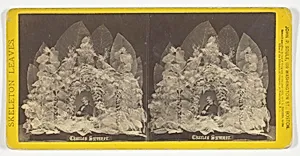 Charles Sumner, from the series "Skeleton Leaves"