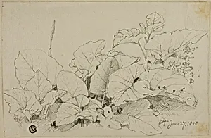 Clump of Leaves and Flowers