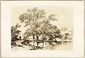 Common Willow, from The Park and the Forest