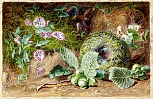 Convobuli and Nest