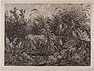 Cow in a Stream