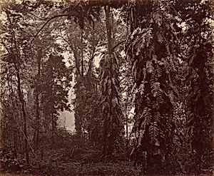 Darjeeling, India by Samuel Bourne