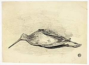 Dead Grouse
