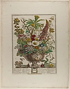 December, from Twelve Months of Flowers