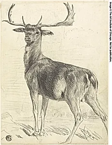 Deer (recto); Skull of Giraffe (verso)