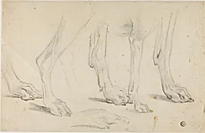 Dog Paws