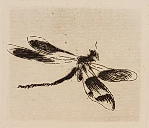 Dragonfly, plate 1 from Le Fleuve by Édouard Manet