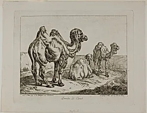 Dromedary and Camel