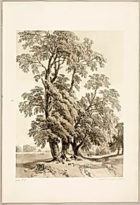 Elm, from The Park and the Forest