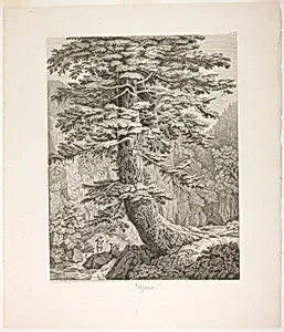 Fir Tree