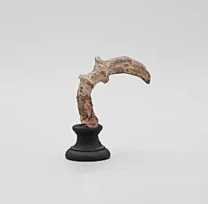 Fragment of a Bird Head