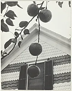 Gable and Apples by Alfred Stieglitz