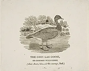 Grey Lag Goose by Thomas Bewick