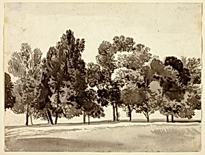 Grove of Leafy Trees