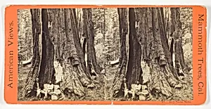 Key Stone State, No. 18 from the series "American Views, Mammoth Trees, California"