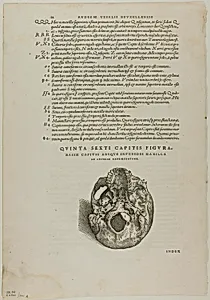 Leaf from De humani corporis fabrica (skull), plate 100 from Woodcuts from Books of the XVI Century by Jan Stephan van Calcar