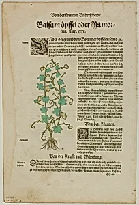 Leaf from New Kreuterbuch by Hieronymus Bock, plate 98 from Woodcuts from Books of the XVI Century
