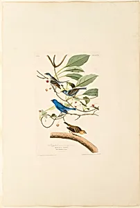 Male Indigo Bird