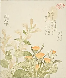 Marigold (Kinsenka) and Rashomon Flowers, from the series "Collection of Plants for the Kasumi Poetry Circle (Kasumi-ren somoku awase)" by Kubo Shunman