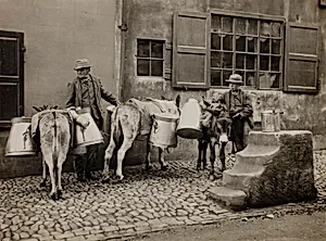 Milk Donkeys