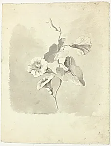 Morning Glories