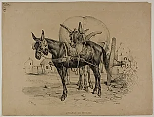 Mules Harnessed