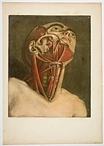 Neck and Face Muscles, plate three from Myologie complete