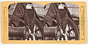 Old Abe - the Wisconsin War Eagle, No. 304 from the series "Wayside Gems" by Henry Hamilton Bennett