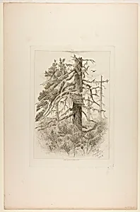 Old Trees at Naushon Island