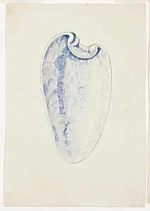 Overview of Lavender Elongated Shell