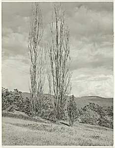 Poplars—Lake George