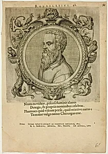 Portrait of Rondeletius