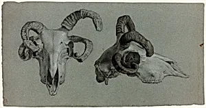 Rams' Skulls